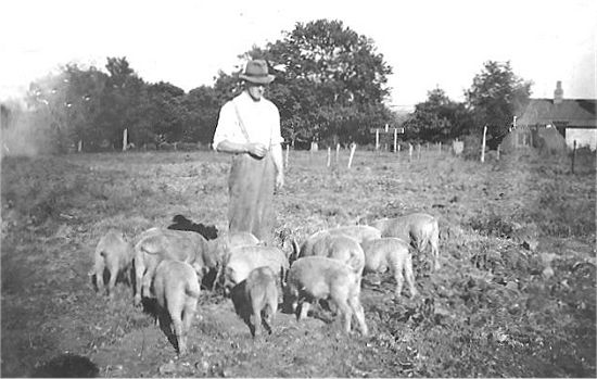 "Paddy" Johnston with his Pigs