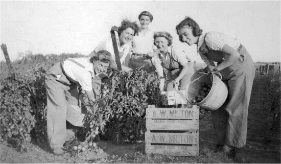 Harvesting outdoor tomatoes